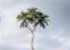 Where to stay and sightseeing in 3-Headed-Coconut, Tonga