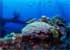 Where to stay and sightseeing in Chuuk-Lagoon, Micronesia