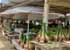 Where to stay and sightseeing in Dive-Tonga, Tonga