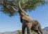 Where to stay and sightseeing in Mana-Pool, Zimbabwe