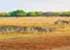 Where to stay and sightseeing in Mukuvisi-Woodlands, Zimbabwe