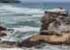 Where to stay and sightseeing in Muriwai, New Zealand