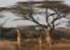 Where to stay and sightseeing in Nisela, Swaziland