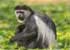 Where to stay and sightseeing in Okomu-National-Park, Nigeria