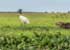 Where to stay and sightseeing in Orinoco-Delta, Venezuela