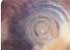 Where to stay and sightseeing in Richat-Structure, Mauritania