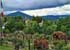 Where to stay and sightseeing in Rose-Society-Garden, Baden-Baden